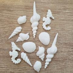 Sladkorne bele školjke (3-7cm) 12 kom